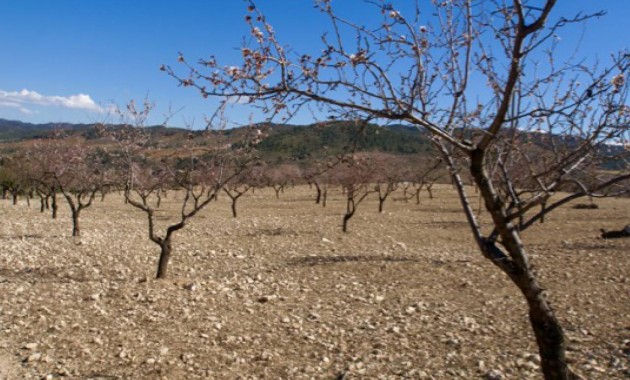 Perceel / Grond - Herverkoop - Murcia -
                Murcia