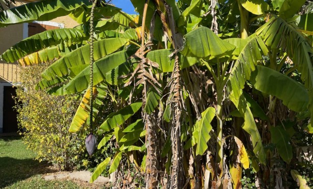 Venta - Finca / Country Property -
Daya Vieja