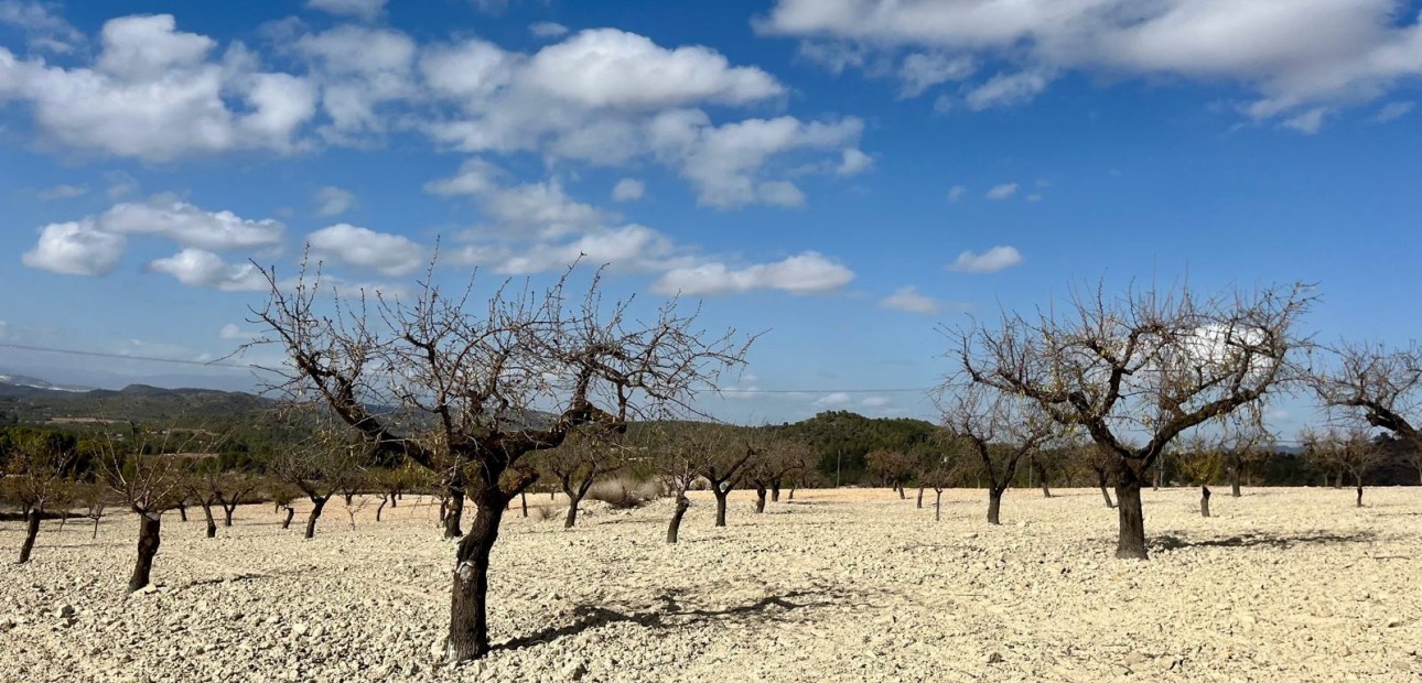 Herverkoop - Perceel / Grond -
Bullas - Costa Calida