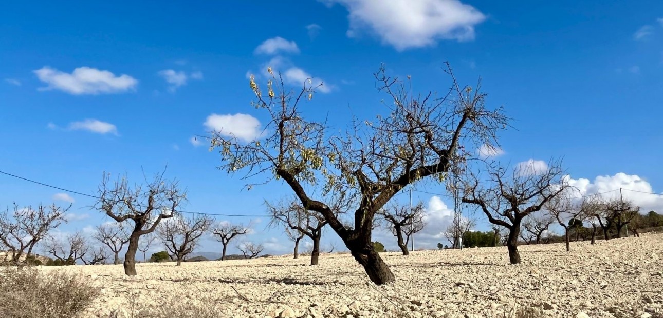 Herverkoop - Perceel / Grond -
Bullas - Costa Calida