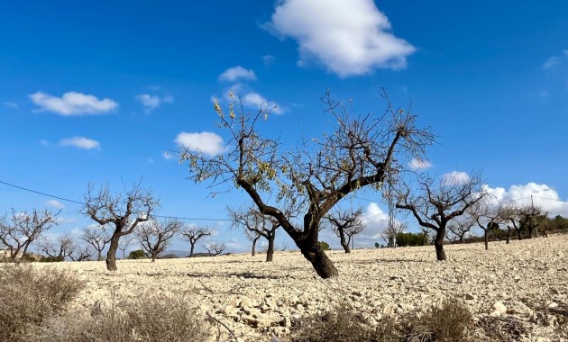 Herverkoop - Perceel / Grond -
Bullas - Costa Calida