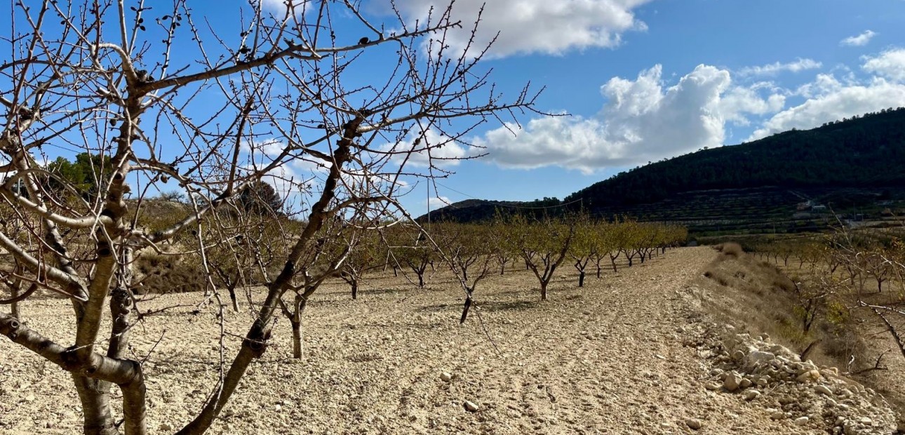 Herverkoop - Perceel / Grond -
Bullas - Costa Calida