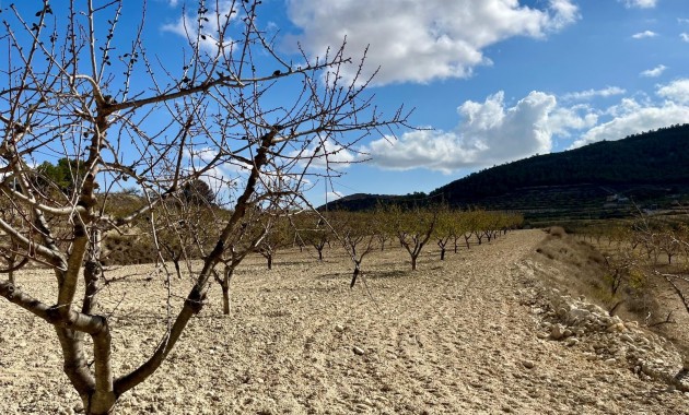 Herverkoop - Perceel / Grond -
Bullas - Costa Calida