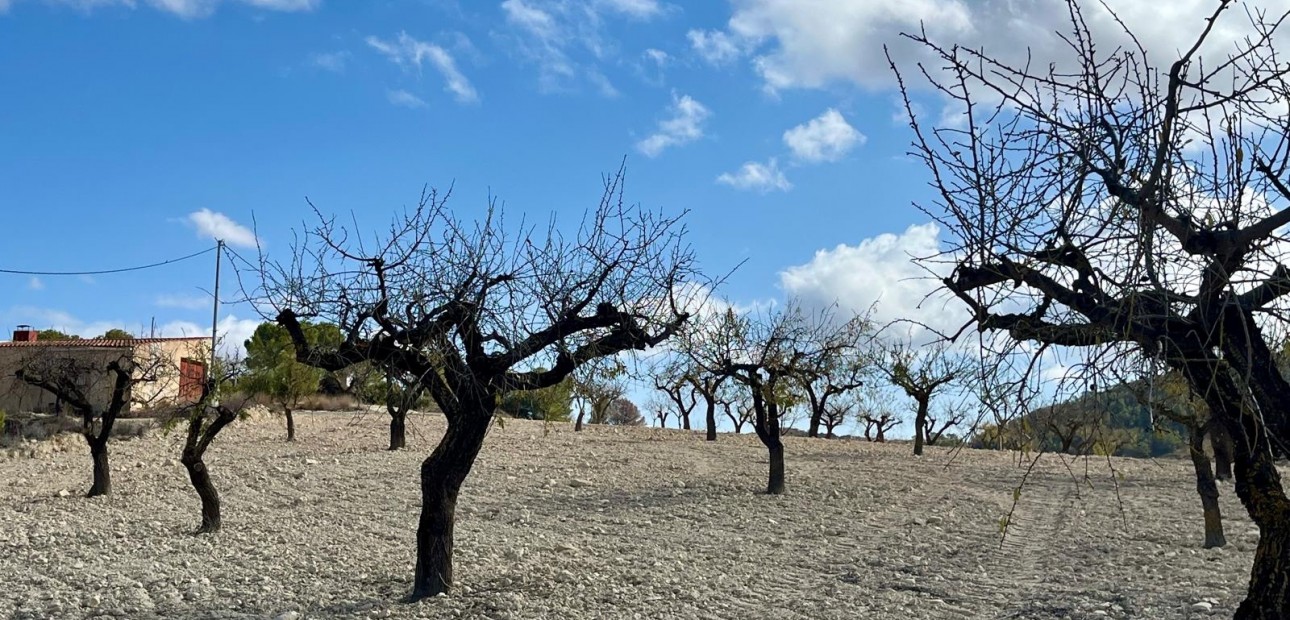 Herverkoop - Perceel / Grond -
Bullas - Costa Calida