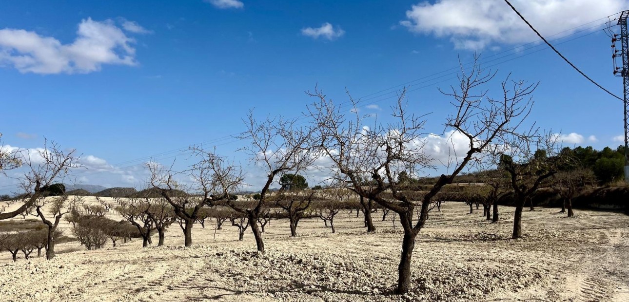 Herverkoop - Perceel / Grond -
Bullas - Costa Calida