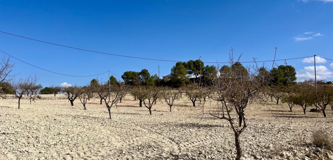 Herverkoop - Perceel / Grond -
Bullas - Costa Calida