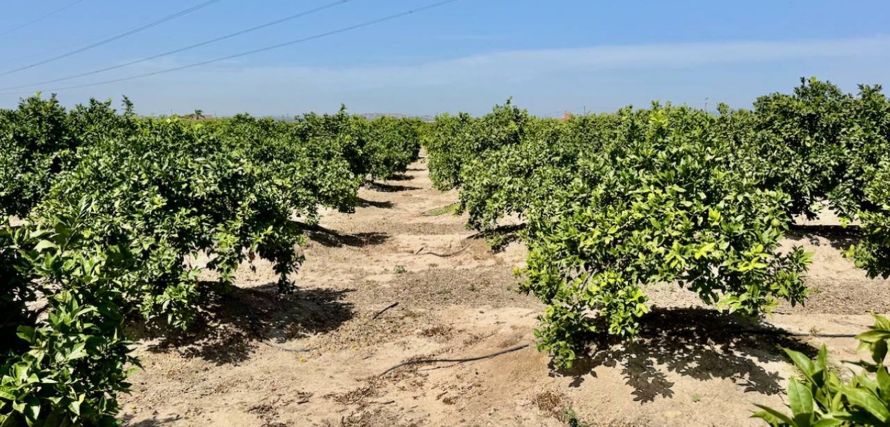 Herverkoop - Finca / Country Property -
Guardamar del Segura - Guardamar