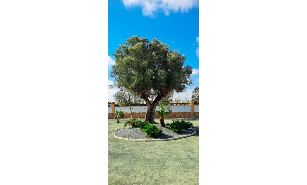 Venta - Country Property -
Catral - Catral - Country
