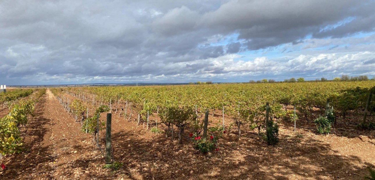 Venta - Cellar -
Albacete