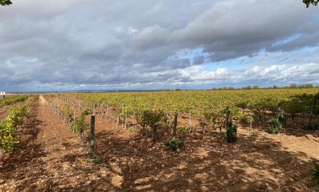 Venta - Cellar -
Albacete