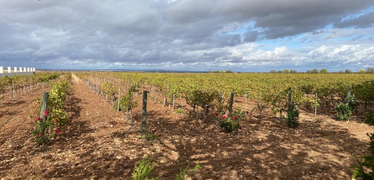 Venta - Cellar -
Albacete