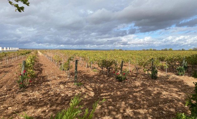 Venta - Cellar -
Albacete