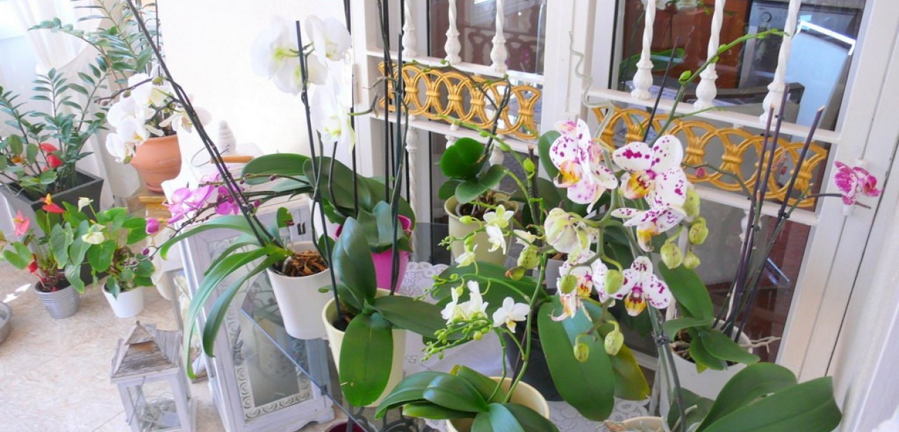 Sale - Finca Country Property -
Dolores