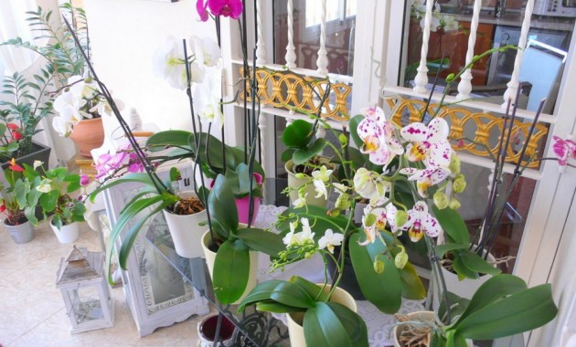 Sale - Finca Country Property -
Dolores