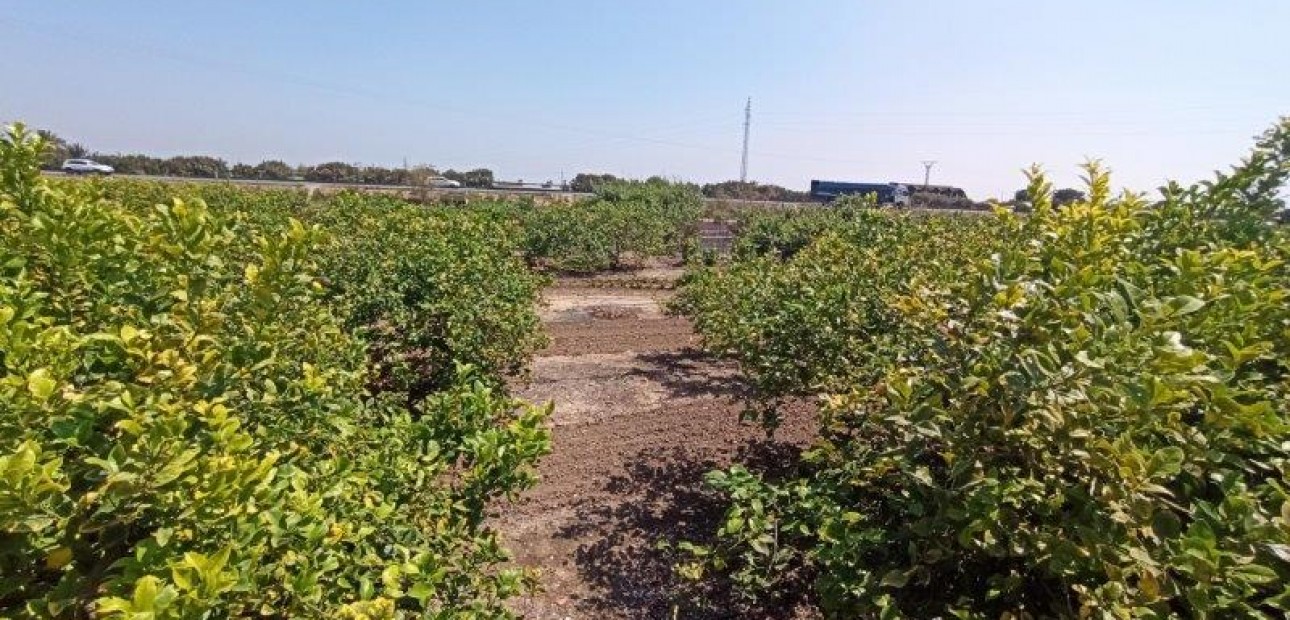 Sale - Finca Country Property -
San Miguel de Salinas