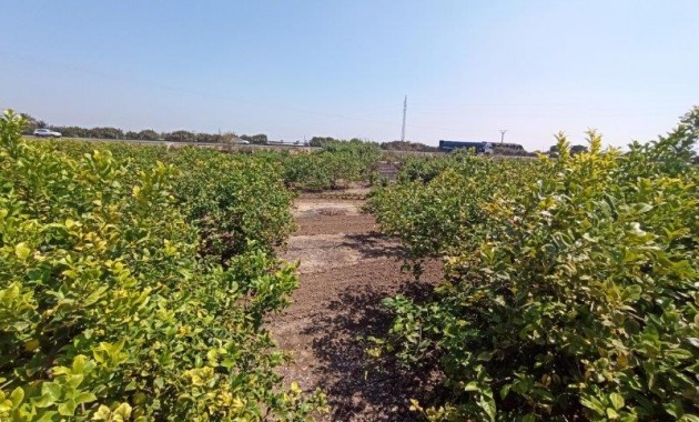 Sale - Finca Country Property -
San Miguel de Salinas