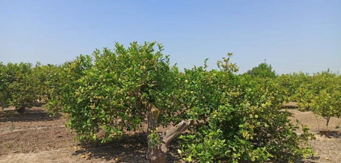 Sale - Finca Country Property -
San Miguel de Salinas