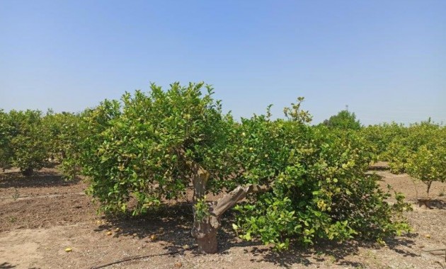 Sale - Finca Country Property -
San Miguel de Salinas