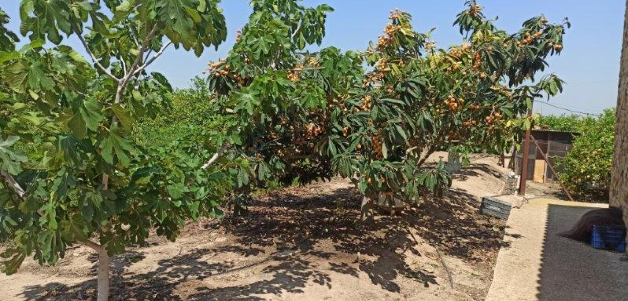 Sale - Finca Country Property -
San Miguel de Salinas