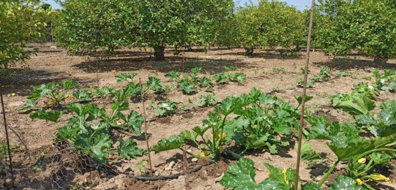 Sale - Finca Country Property -
San Miguel de Salinas