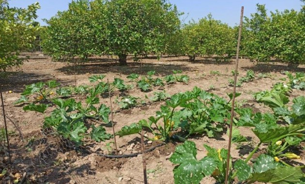 Sale - Finca Country Property -
San Miguel de Salinas