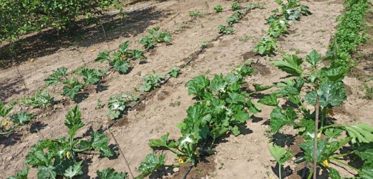 Sale - Finca Country Property -
San Miguel de Salinas