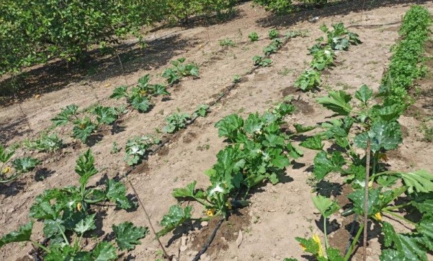 Sale - Finca Country Property -
San Miguel de Salinas