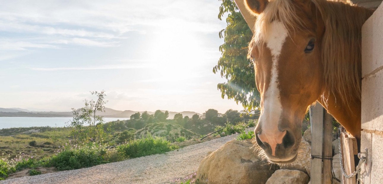 Venta - Villa -
Costa Blanca - Orihuela Costa