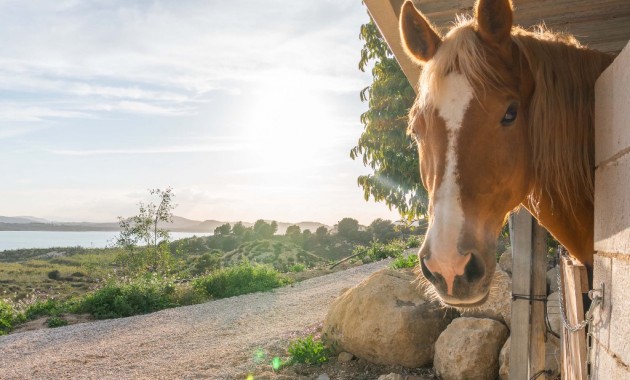 Venta - Villa -
Costa Blanca - Orihuela Costa