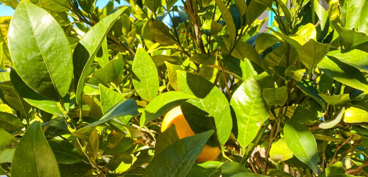 Sale - Villa -
La Zenia