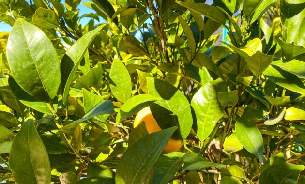 Sale - Villa -
La Zenia