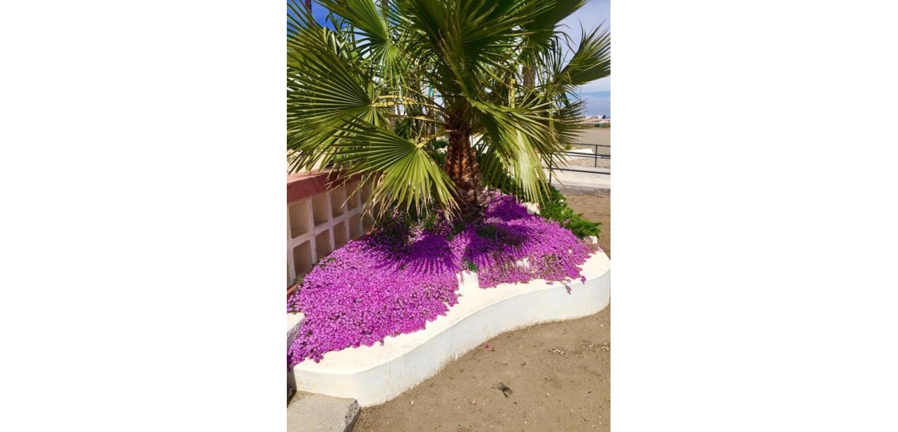 Nueva construcción  - Villa -
Murcia