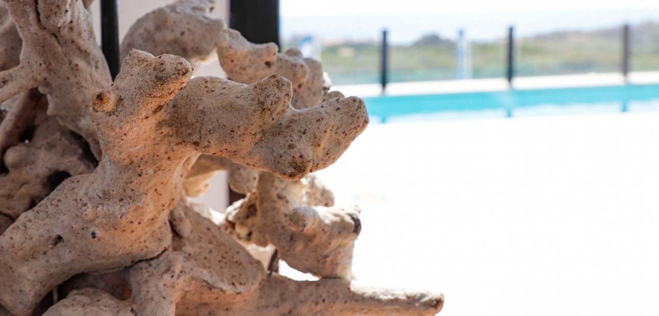 Nueva construcción  - Villa -
Guardamar del Segura