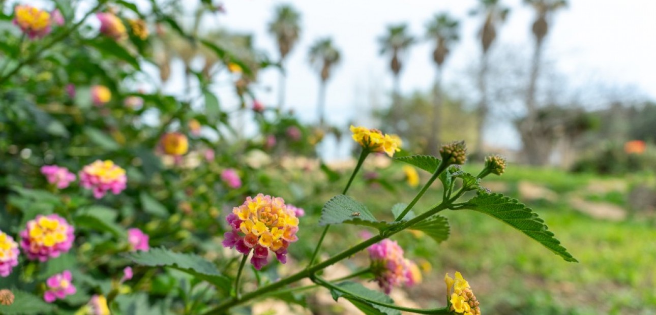 Herverkoop - Villa -
Torrevieja - Los altos