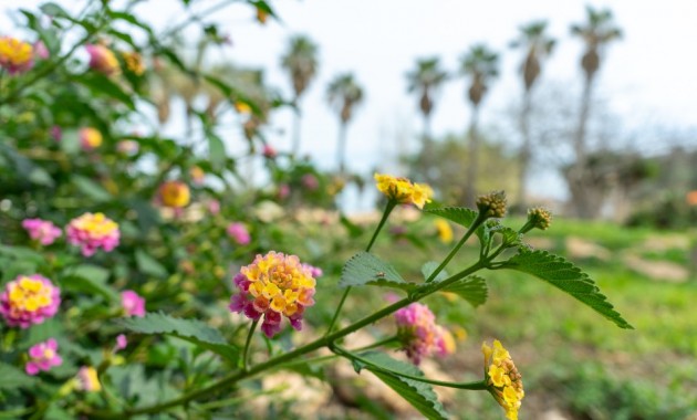 Herverkoop - Villa -
Torrevieja - Los altos