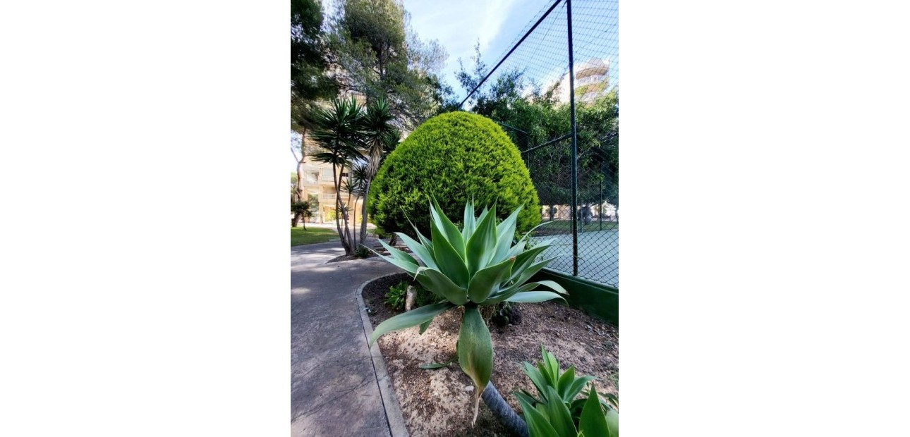 Venta - Apartamento / piso -
Dehesa de Campoamor