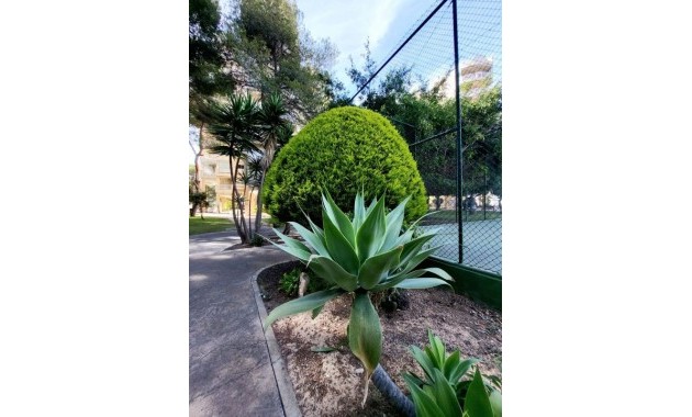 Venta - Apartamento / piso -
Dehesa de Campoamor