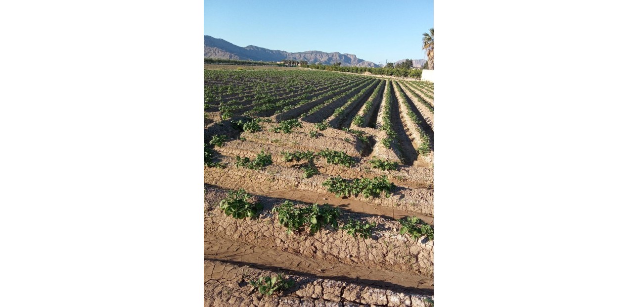 Venta - Country House -
Orihuela - Correntías Bajas