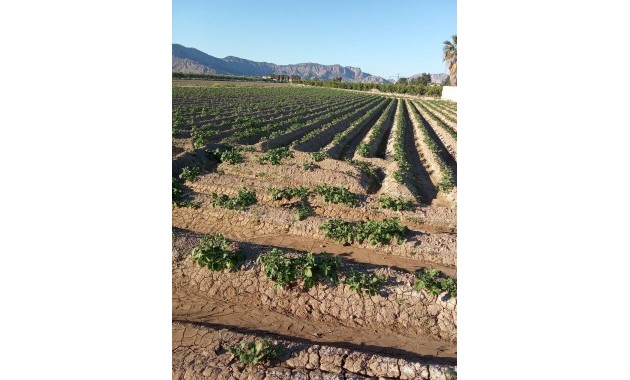 Venta - Country House -
Orihuela - Correntías Bajas