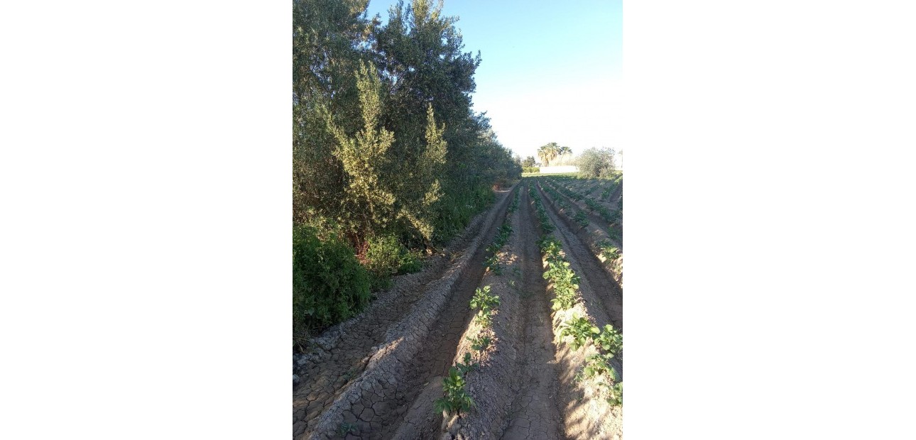 Venta - Country House -
Orihuela - Correntías Bajas