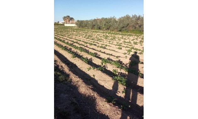 Venta - Country House -
Orihuela - Correntías Bajas