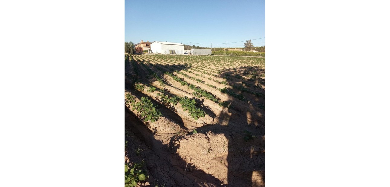 Venta - Country House -
Orihuela - Correntías Bajas