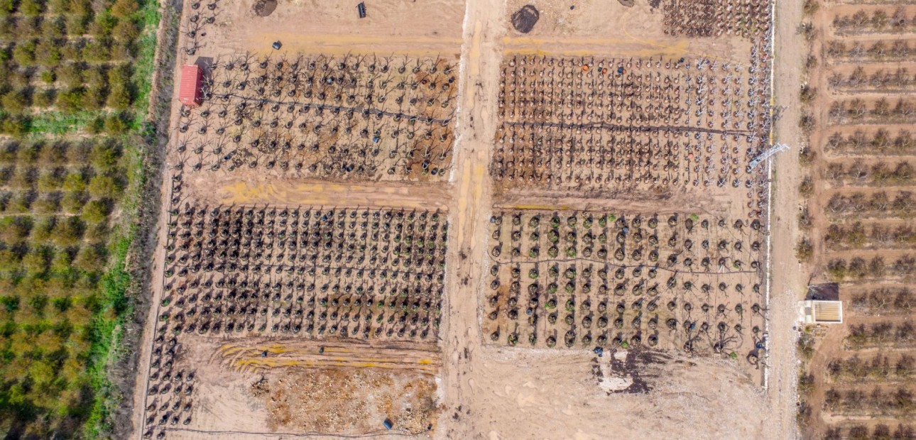 Sale - Finca -
Albatera