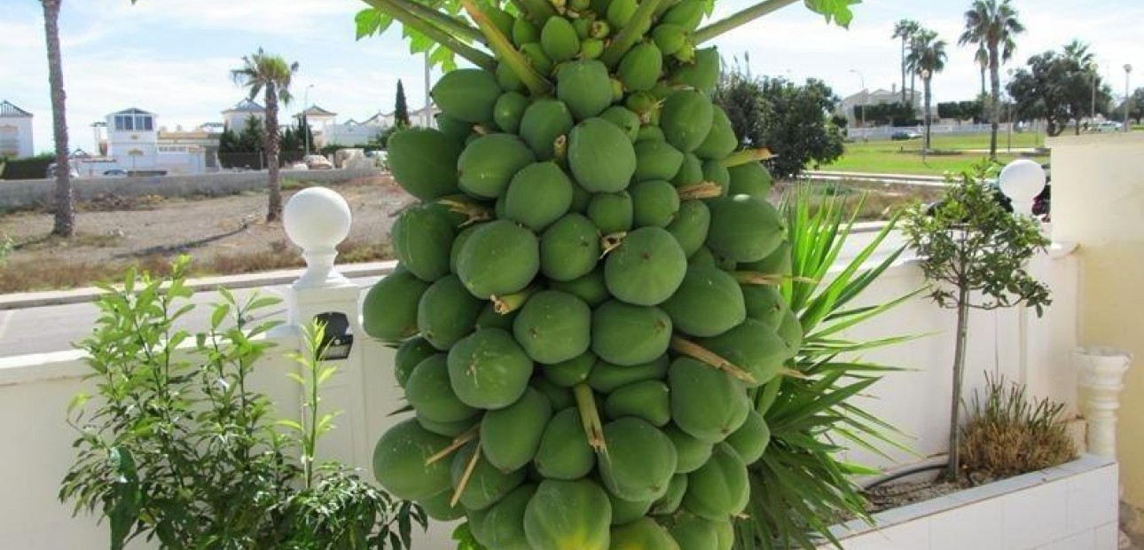 Venta - Villa -
Torrevieja - Aguas Nuevas