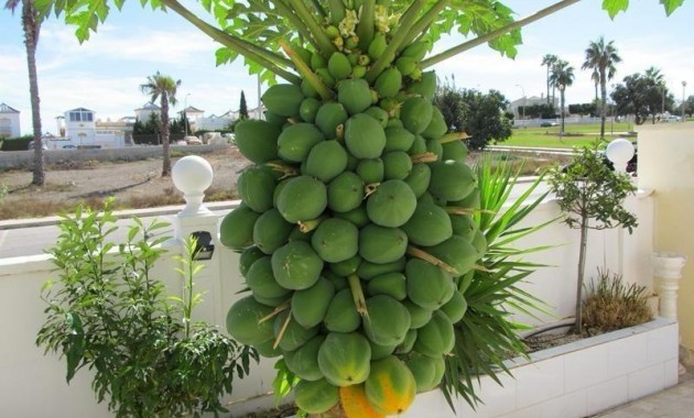 Venta - Villa -
Torrevieja - Aguas Nuevas