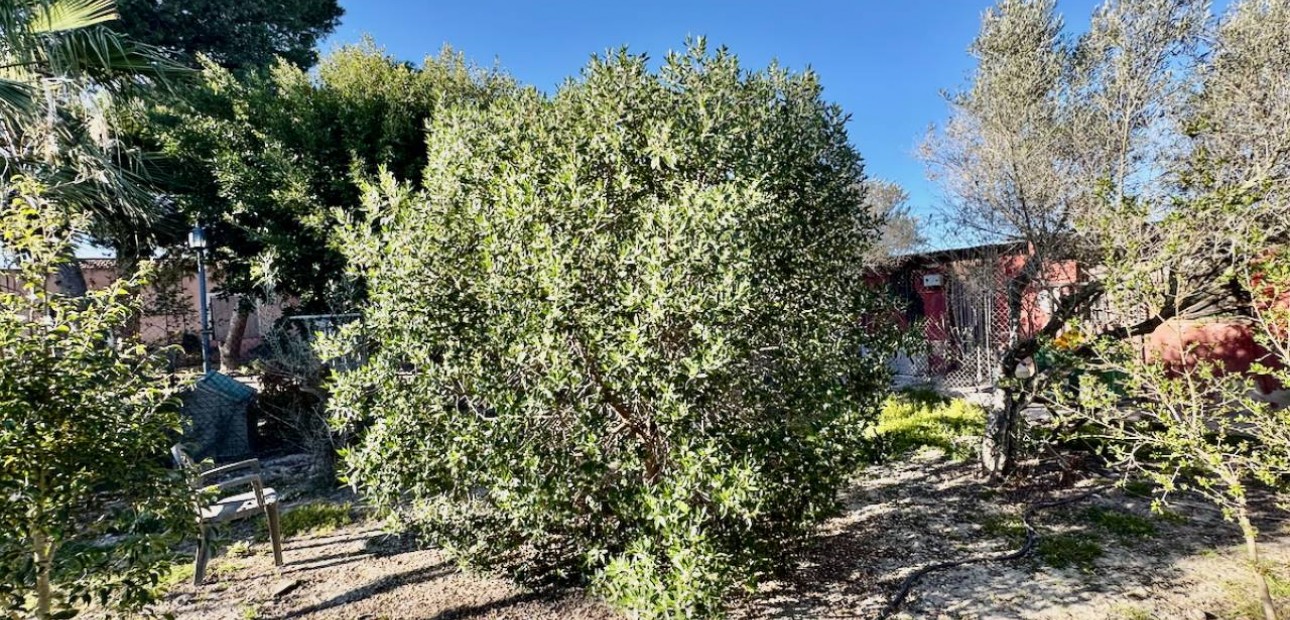 Sale - Finca / Country Property -
Guardamar del Segura
