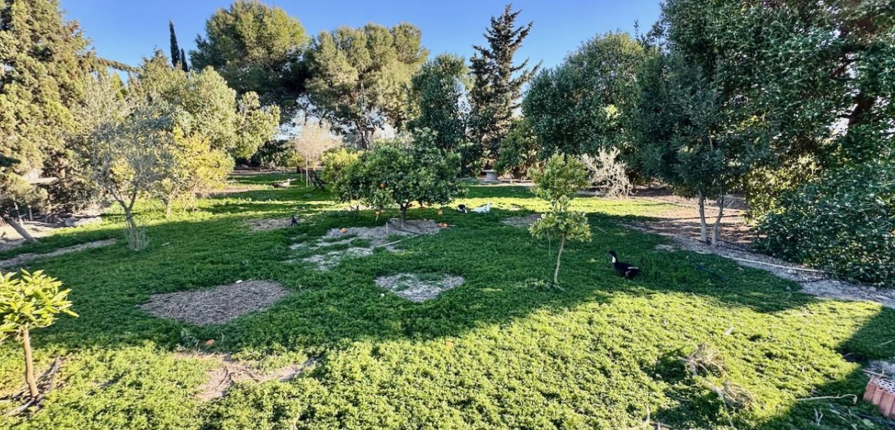 Sale - Finca / Country Property -
Guardamar del Segura