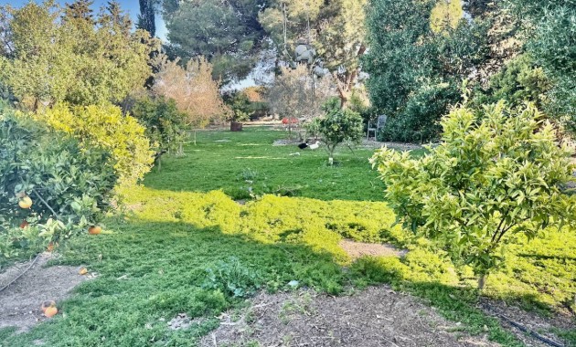 Sale - Finca / Country Property -
Guardamar del Segura