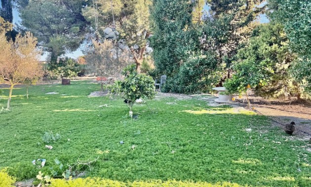 Sale - Finca / Country Property -
Guardamar del Segura