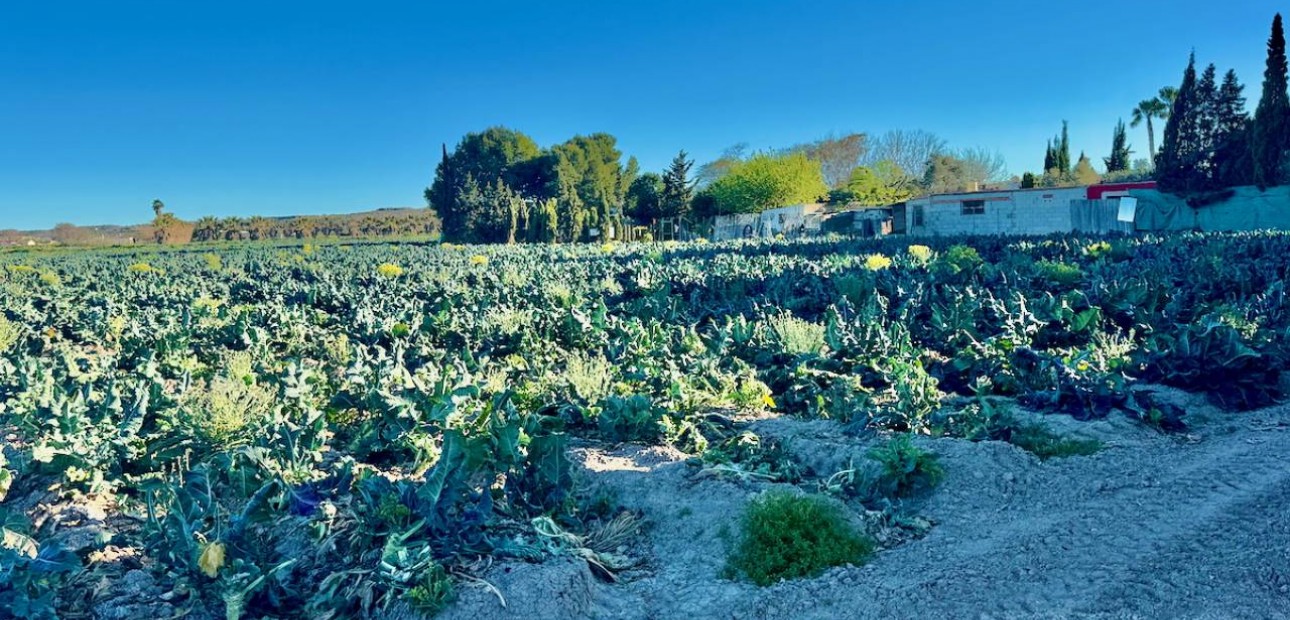 Sale - Finca / Country Property -
Guardamar del Segura